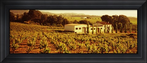 Framed Farmhouses in a vineyard, Penedes, Catalonia, Spain Print