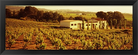 Framed Farmhouses in a vineyard, Penedes, Catalonia, Spain Print