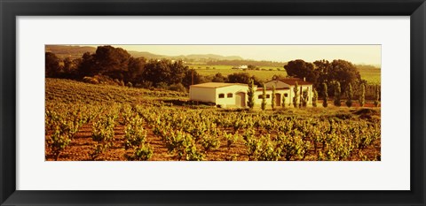 Framed Farmhouses in a vineyard, Penedes, Catalonia, Spain Print