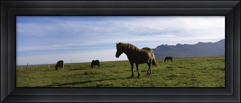 Framed Icelandic horses in a field, Svinafell, Iceland Print