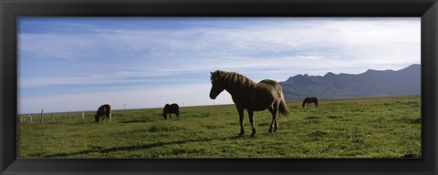 Framed Icelandic horses in a field, Svinafell, Iceland Print