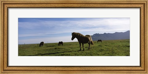 Framed Icelandic horses in a field, Svinafell, Iceland Print