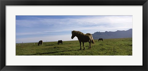 Framed Icelandic horses in a field, Svinafell, Iceland Print