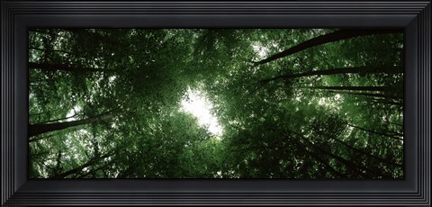 Framed View of Sky through Beech trees, Germany Print