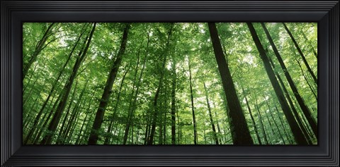 Framed Low angle view of beech trees, Baden-Wurttemberg, Germany Print