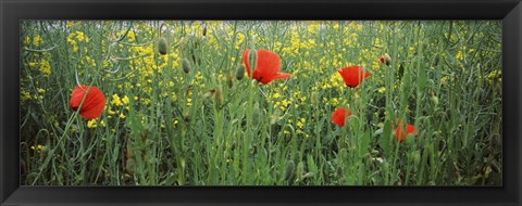 Framed Poppies blooming in oilseed rape (Brassica napus) field, Baden-Wurttemberg, Germany Print