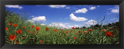 Framed Red poppies blooming in a field, Baden-Wurttemberg, Germany Print