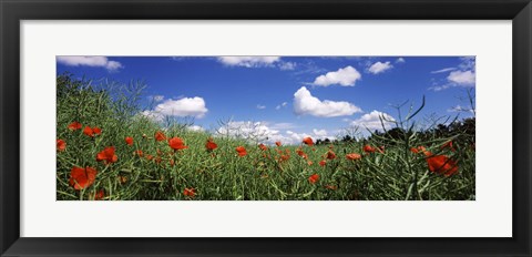 Framed Red poppies blooming in a field, Baden-Wurttemberg, Germany Print