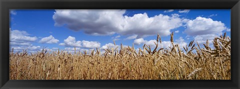 Framed Wheat crop growing in a field, near Edmonton, Alberta, Canada Print
