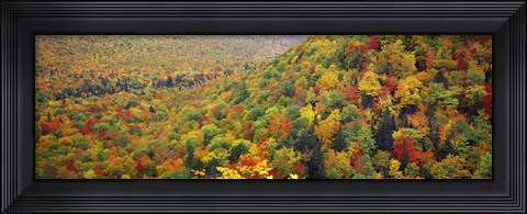 Framed Mountain forest in autumn, Nova Scotia, Canada Print