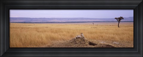 Framed Cheetah (Acinonyx jubatus) sitting on a mound looking back, Masai Mara National Reserve, Kenya Print
