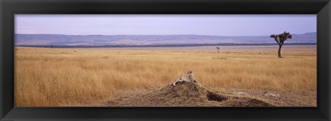 Framed Cheetah (Acinonyx jubatus) sitting on a mound looking back, Masai Mara National Reserve, Kenya Print