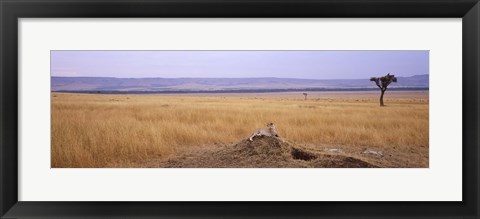 Framed Cheetah (Acinonyx jubatus) sitting on a mound looking back, Masai Mara National Reserve, Kenya Print