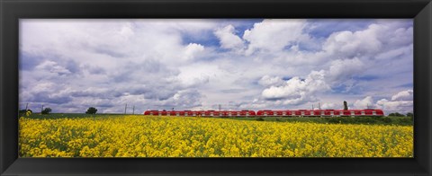 Framed Commuter train passing through oilseed rape (Brassica napus) fields, Baden-Wurttemberg, Germany Print