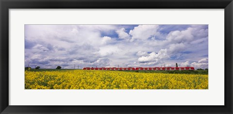 Framed Commuter train passing through oilseed rape (Brassica napus) fields, Baden-Wurttemberg, Germany Print