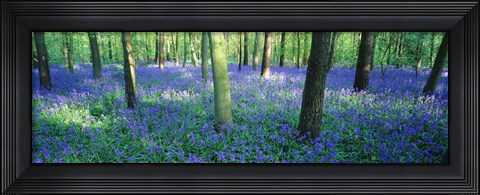Framed Bluebells in a forest, Charfield, Gloucestershire, England Print