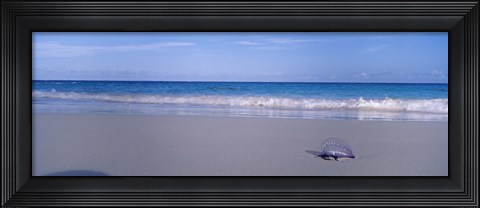 Framed Portuguese Man-Of-War (Physalia physalis) on the beach, Bermuda Print