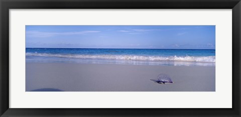 Framed Portuguese Man-Of-War (Physalia physalis) on the beach, Bermuda Print