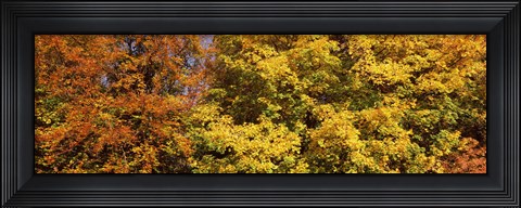 Framed Autumnal trees in a park, Ludwigsburg Park, Ludwigsburg, Baden-Wurttemberg, Germany Print