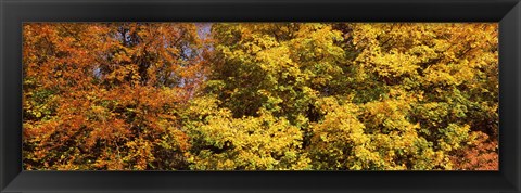 Framed Autumnal trees in a park, Ludwigsburg Park, Ludwigsburg, Baden-Wurttemberg, Germany Print