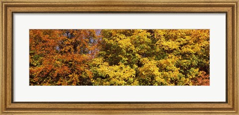 Framed Autumnal trees in a park, Ludwigsburg Park, Ludwigsburg, Baden-Wurttemberg, Germany Print