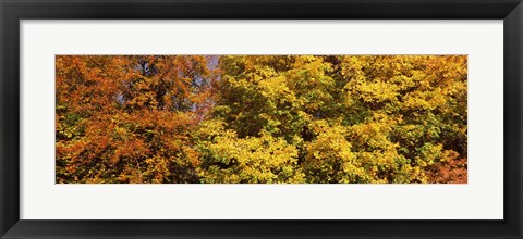 Framed Autumnal trees in a park, Ludwigsburg Park, Ludwigsburg, Baden-Wurttemberg, Germany Print