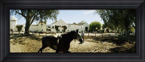 Framed Horse running in an paddock, Gerena, Seville, Seville Province, Andalusia, Spain Print