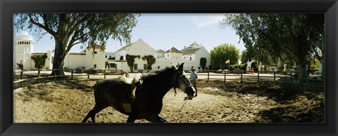 Framed Horse running in an paddock, Gerena, Seville, Seville Province, Andalusia, Spain Print