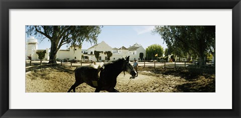 Framed Horse running in an paddock, Gerena, Seville, Seville Province, Andalusia, Spain Print