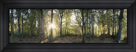 Framed Trees in a forest, Black Forest, Freiburg im Breisgau, Baden-Wurttemberg, Germany Print