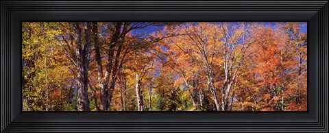 Framed Trees in autumn, Vermont, USA Print