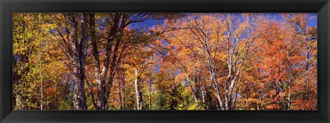 Framed Trees in autumn, Vermont, USA Print