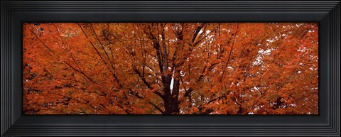 Framed Maple tree in autumn, Vermont, USA Print