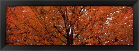 Framed Maple tree in autumn, Vermont, USA Print