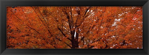 Framed Maple tree in autumn, Vermont, USA Print