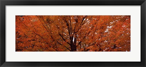 Framed Maple tree in autumn, Vermont, USA Print