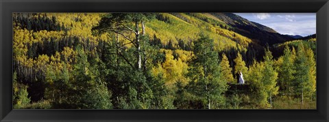 Framed Newlywed couple in a forest, Aspen, Pitkin County, Colorado, USA Print