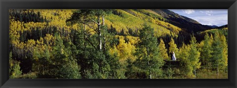 Framed Newlywed couple in a forest, Aspen, Pitkin County, Colorado, USA Print