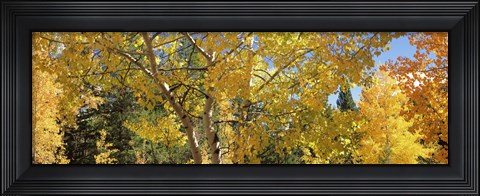 Framed Aspen trees with foliage in autumn, Colorado, USA Print