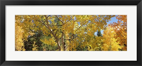 Framed Aspen trees with foliage in autumn, Colorado, USA Print