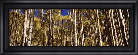Framed Aspen tree trunks in autumn, Colorado, USA Print
