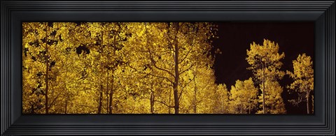 Framed Aspen trees in autumn with night sky, Colorado, USA Print