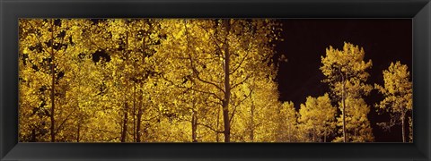 Framed Aspen trees in autumn with night sky, Colorado, USA Print