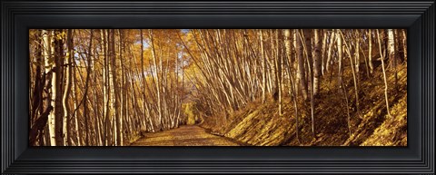 Framed Road in the Forest, Colorado Print