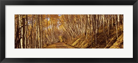 Framed Road in the Forest, Colorado Print