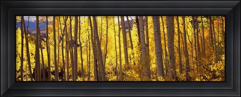 Framed Aspen tree trunks and foliage in autumn, Colorado, USA Print