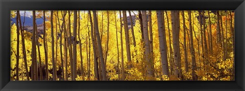 Framed Aspen tree trunks and foliage in autumn, Colorado, USA Print