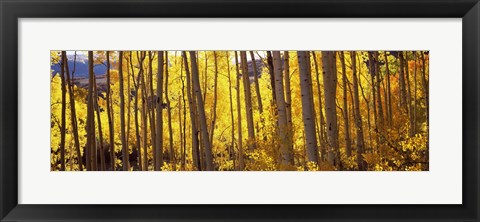 Framed Aspen tree trunks and foliage in autumn, Colorado, USA Print