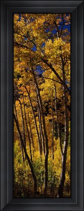 Framed Tall Aspen trees in autumn, Colorado, USA Print
