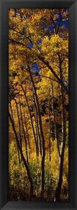 Framed Tall Aspen trees in autumn, Colorado, USA Print
